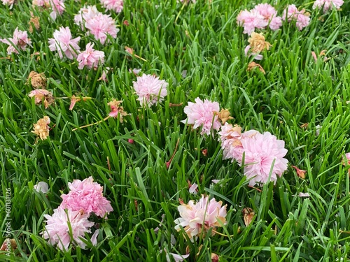 Pink Cherry Blossom Flowers On The Grass. Sakura Flowers On The Grass. © Совгіра Марина