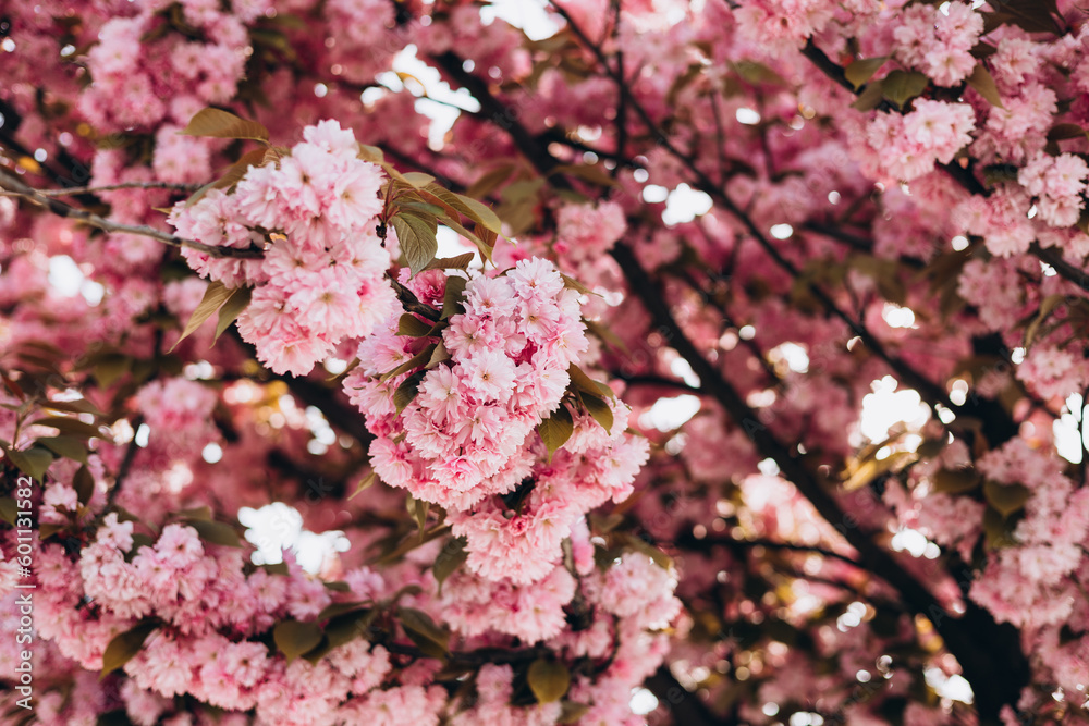 Obraz premium Sakura flowers on background close-up. Botanical garden concept. Tender bloom. Aroma and fragrance. Spring season. Selective focus. High quality photo