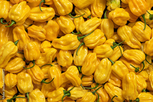 Fotografía Lots of yellow habanero hot peppers