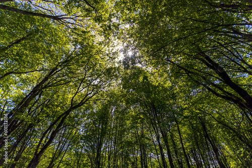 Bottom up view of lush green tree foliage with afternoon sun. Walk through the forest with large green trees. summer background, © Алексей Кравчук