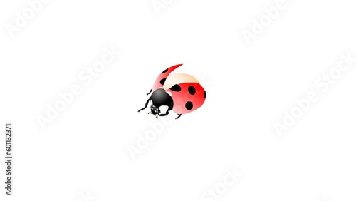 ladybug 2d animation and background, lady bird, little
