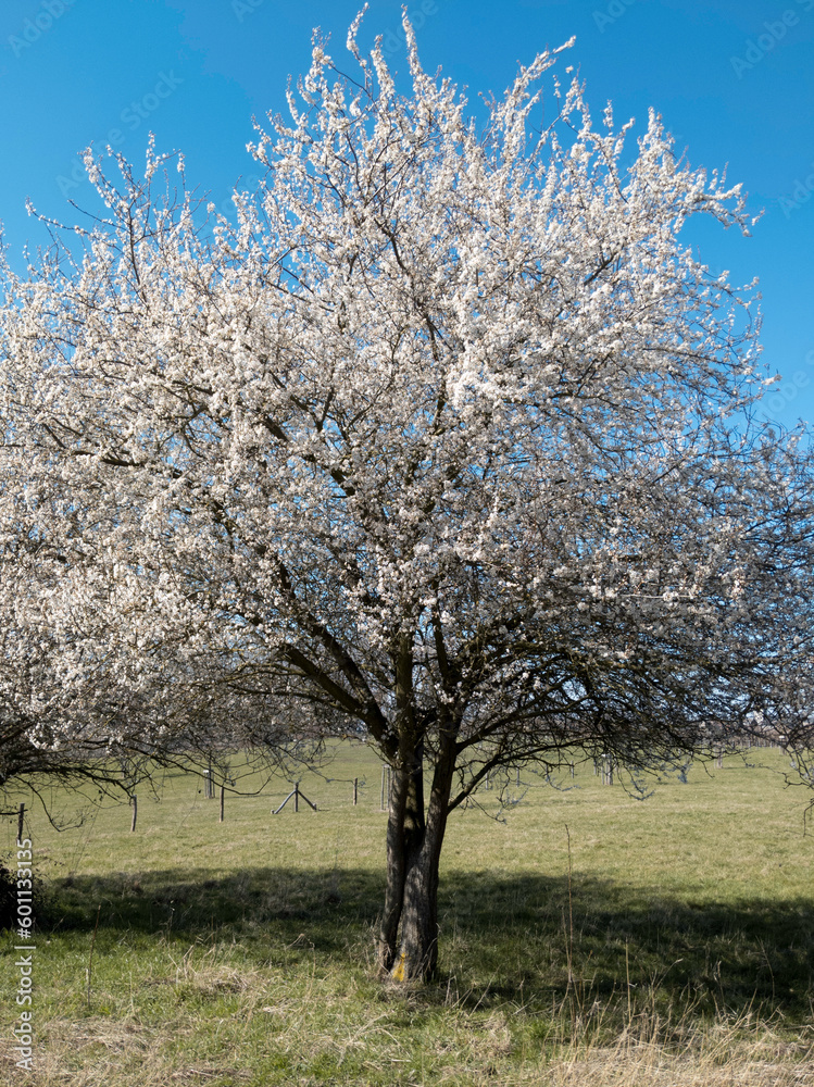 Blooming Tree on a sunny Spring Day Blooming Tree on a sunny Spring Day