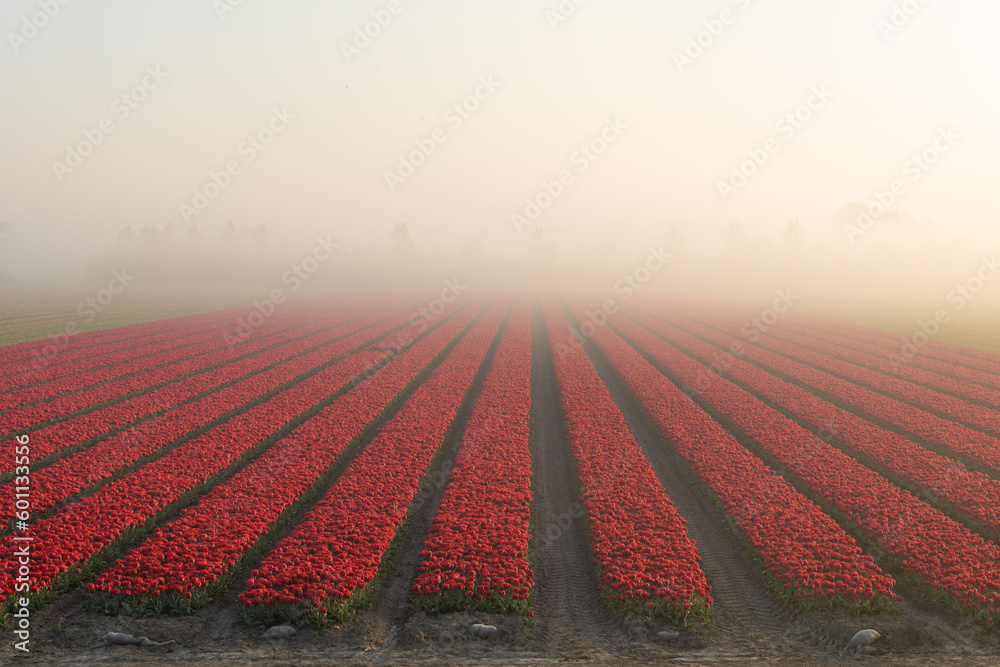 Obraz premium A field of tulips in the pre-dawn mist