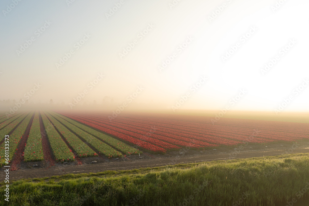 Fototapeta premium A field of tulips in the pre-dawn mist