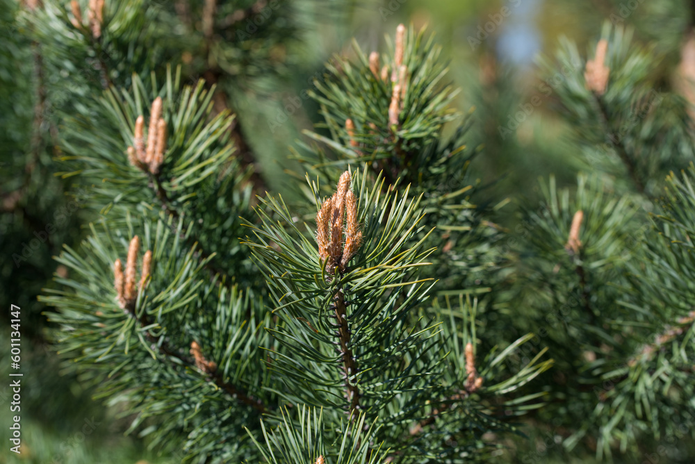 Pinus sylvestris, Scots pine young buds closeup selective focus