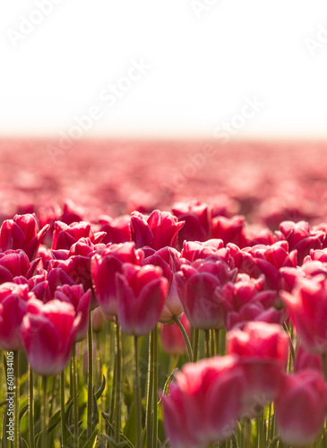 A field of tulips at sunrise