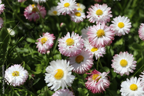 Beautiful meadow in springtime full of flowering white and pink common daisies on green grass. Daisy lawn. Bellis perennis