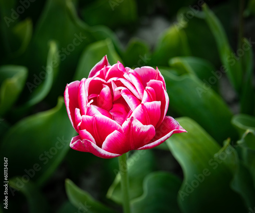 Tulips in the shape of a lotus