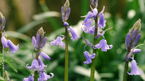 Bluebell flowers budding in English springtime woodland  photo