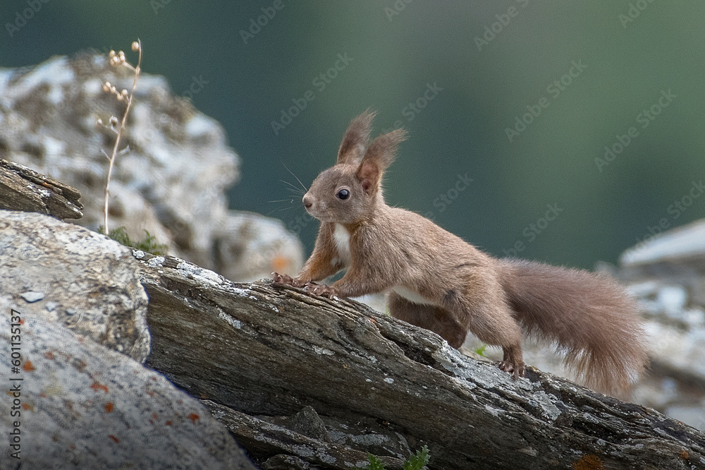 Red squirrel (Sciurus vulgaris) running on the rocks of a mountain stony ground, Piedmont Alps, Italy