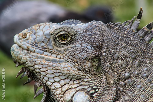 Iguana on side face in close-up