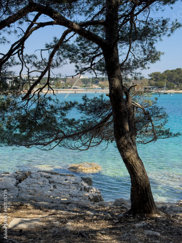 Pine tree on sea background, rocky shoreline