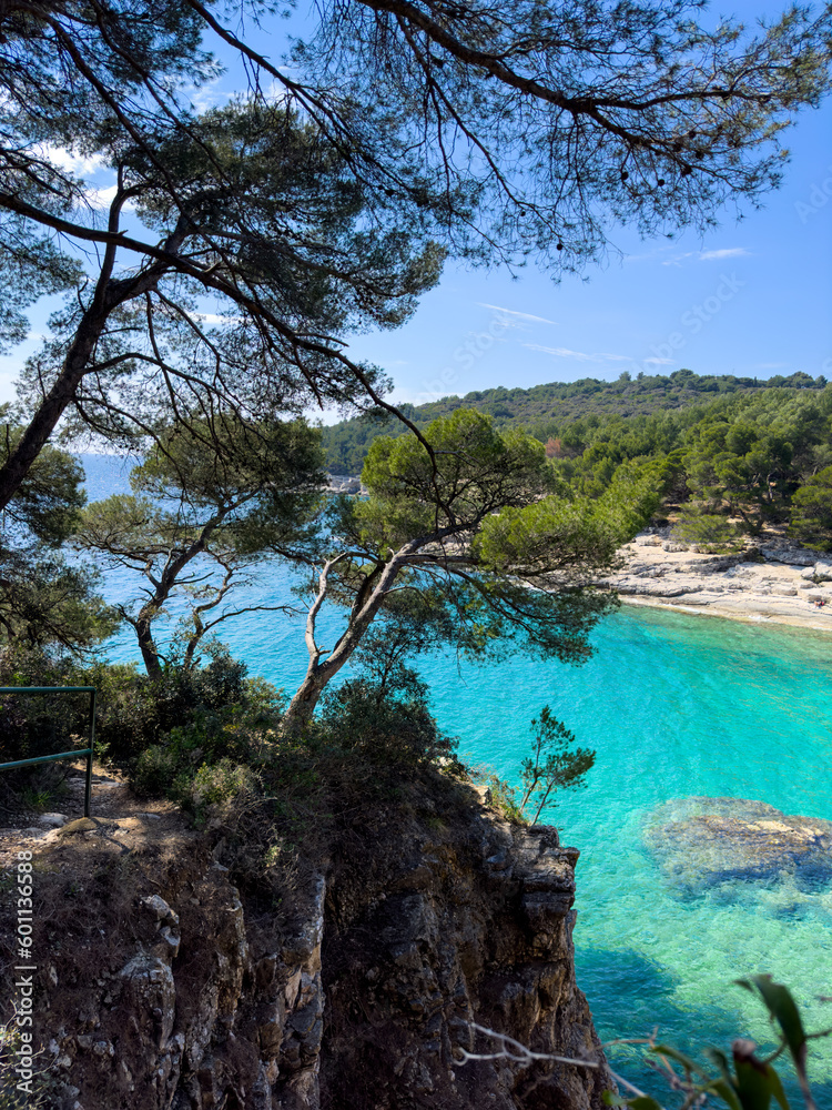 Pine tree on sea background, rocky shoreline