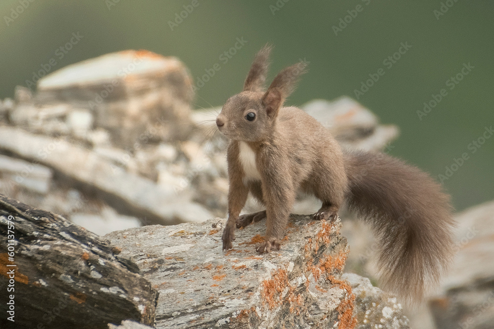 European red squirrel posing on a stone in an high alpine habitat, Piedmont Alps, Italy