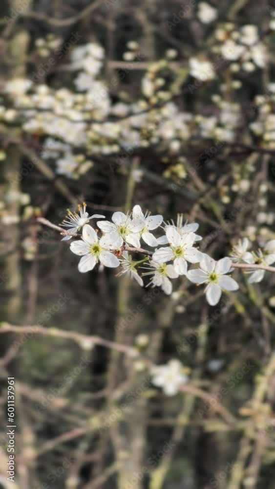 Spring white flowers, blooming branch, brown Spring white flowers, blooming branch, brown