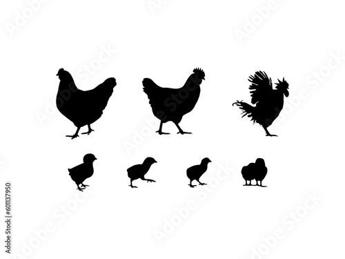 Vector silhouette of group hens and roosters. Set of silhouettes broiler roosters chicken vector design and illustration. Silhouette of a chicken, a rooster and a chicken.