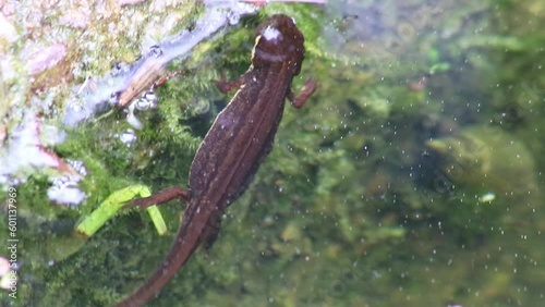 Mating couple of great crested newts or mating salamanders in garden pond mating season show mating habits in natural lake as amphibious animals in underwater idyllic environment for aquatic species photo