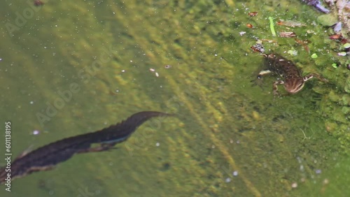 Mating couple of great crested newts or mating salamanders in garden pond mating season show mating habits in natural lake as amphibious animals in underwater idyllic environment for aquatic species photo