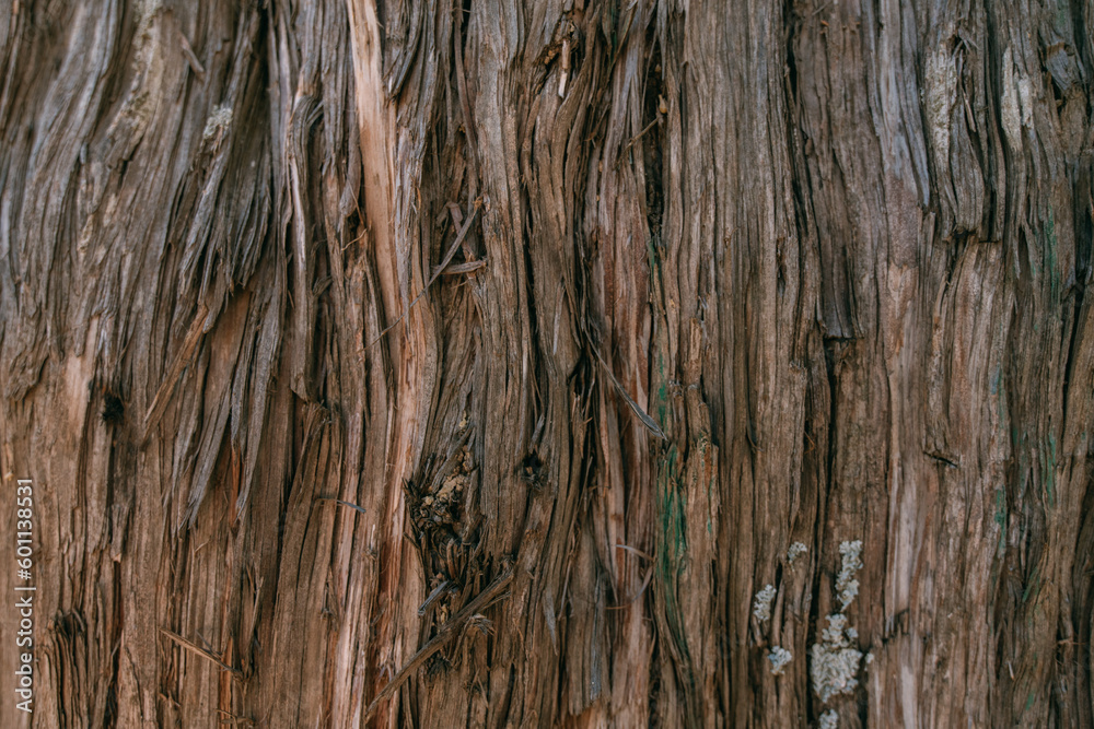 The texture of the bark of a large old tree on a sunny day. Close-up. Macro