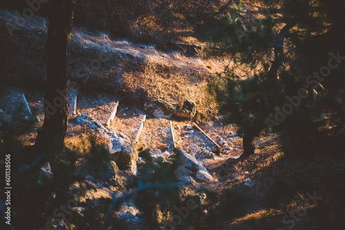 Rocky mountain path among the trees on the sea coast in the setting sun. Sunlit path among the rocks without people