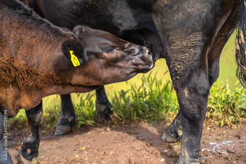 Young calf drinks milk from his mother. © Olga