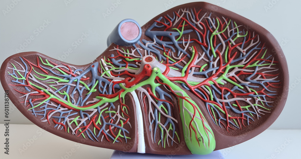 Human anatomy liver model Structure and function of liver and disease Biology Diagrams