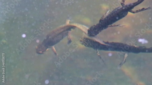 Mating couple of great crested newts or mating salamanders in garden pond mating season show mating habits in natural lake as amphibious animals in underwater idyllic environment for aquatic species photo