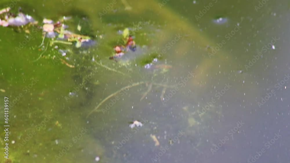 Mating couple of great crested newts or mating salamanders in garden