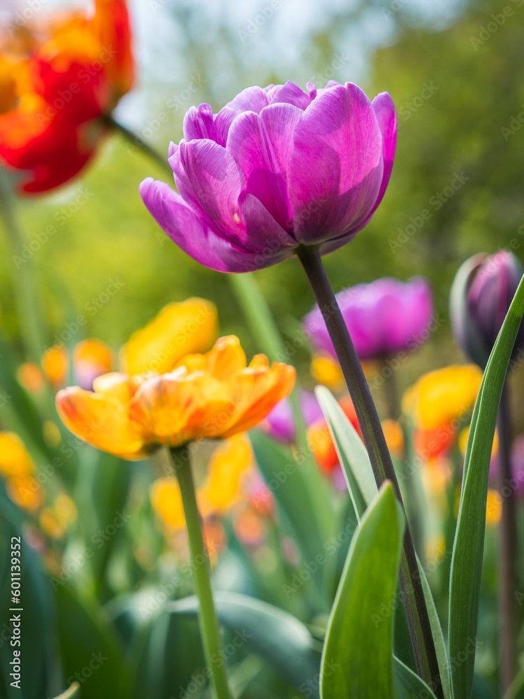 Fototapeta premium Tulips