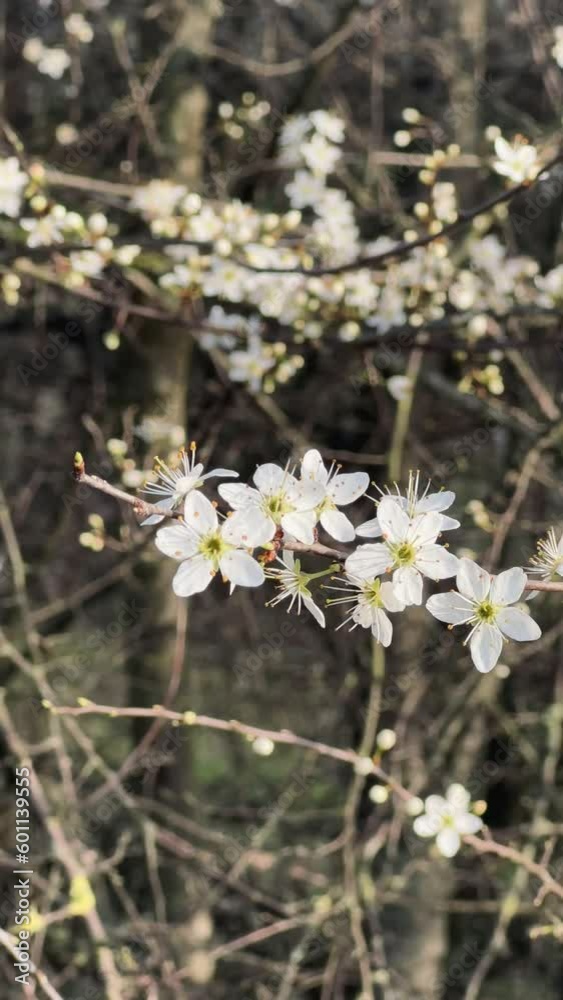 Spring white flowers, blooming branch, brown Spring white flowers, blooming branch, brown