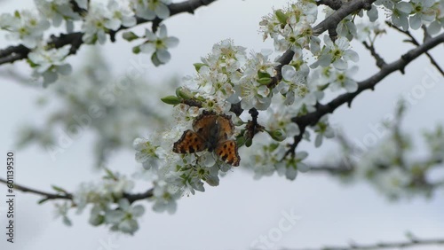 Butterfly Large tortoiseshell, Blackleg tortoiseshell, Nymphalis polychloros on white flowers of blossoming plum tree. Butterfly takes its food from the flowers and flies away. photo