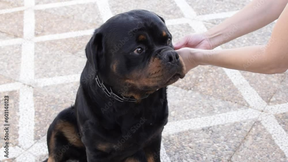 Caucasian descent female trainer putting on black metallic spike or a prong collar to a rottweiler breed dog that is sitting waiting breathing with open mouth, light patterned stone floor background.