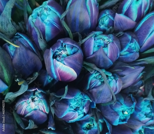 Blue tulips close-up. Floral background. Empty space to insert text. Idea for postcard or wrapping paper design.