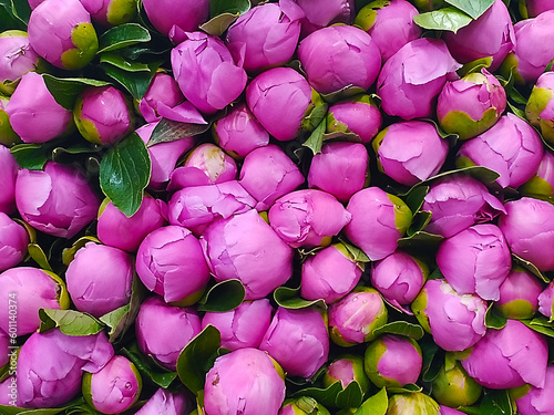Background of pink peonies. Background for the design of cards, gift certificates and other print products or graphic resources.