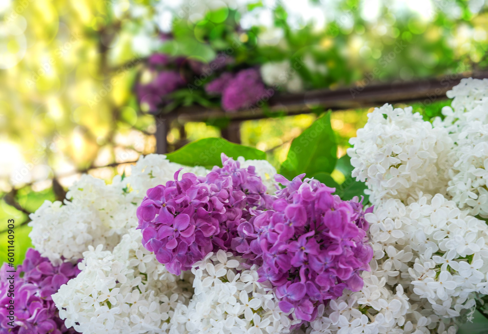 terry lilac white and purple, blooms terry lilac white and purple, blooms