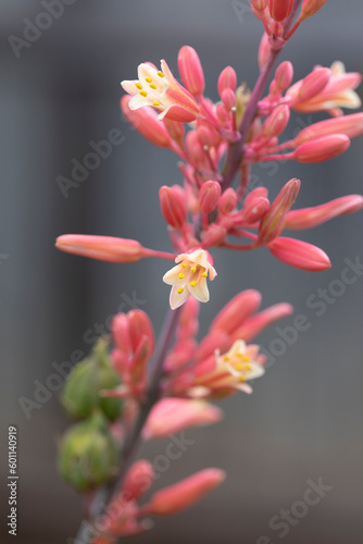 Yucca plant hesperaloe parviflora Bloom, outdoor nature blossom, close up. Desert  vegetation. Red yucca.