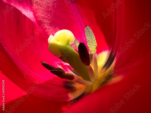 What a tulip looks like inside, macro