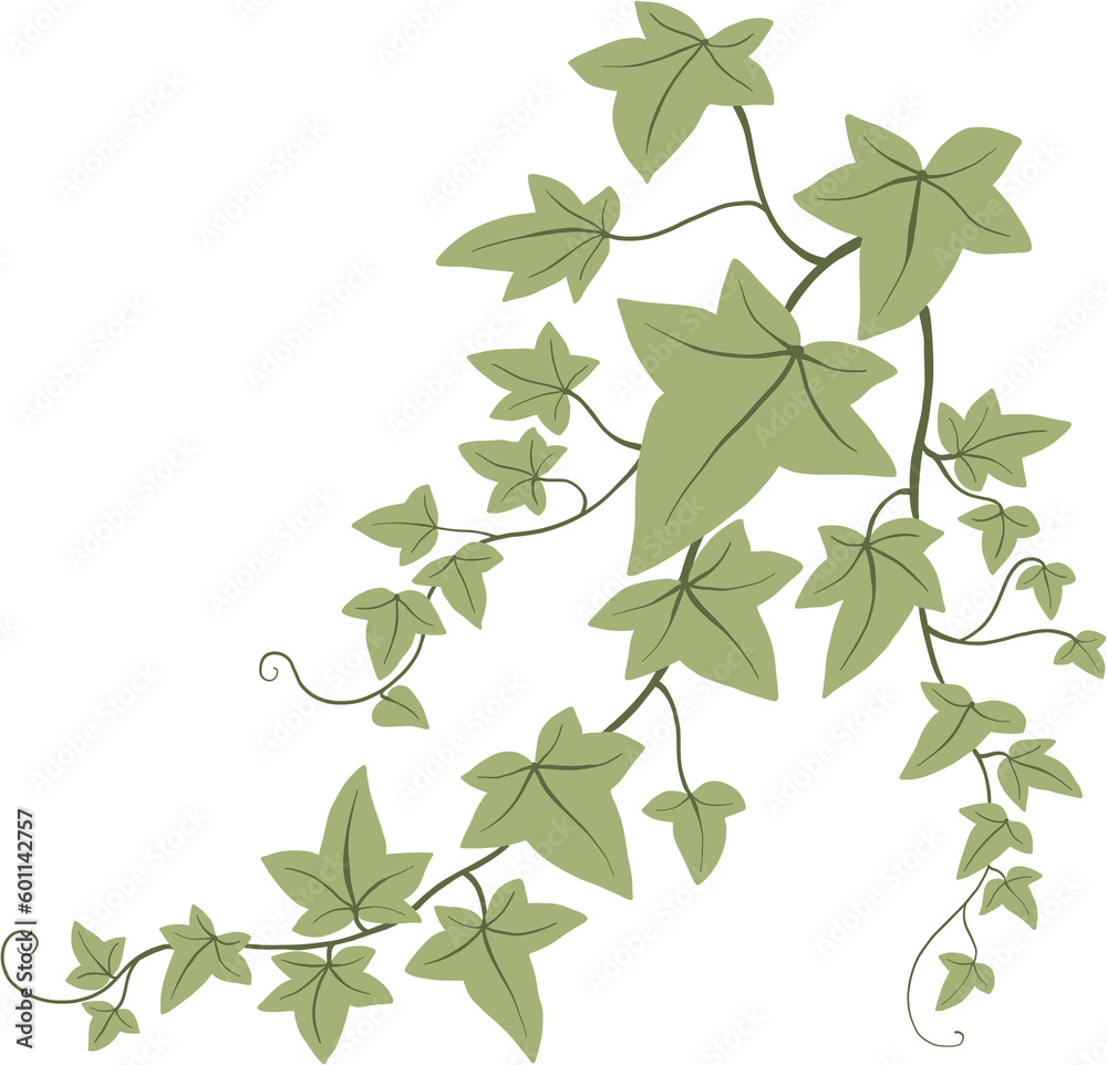 Simplicity ivy freehand drawing Simplicity ivy freehand drawing