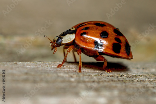 Ladybird Ladybug