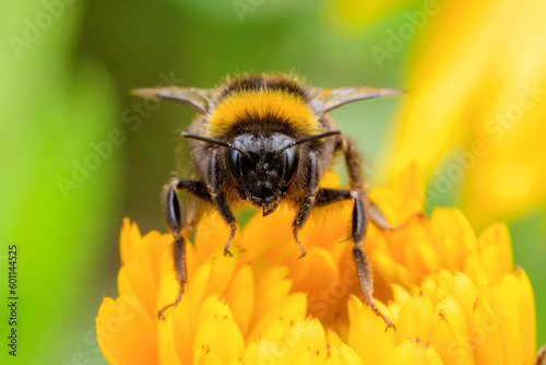 Bumble Bee on Marigold © steve