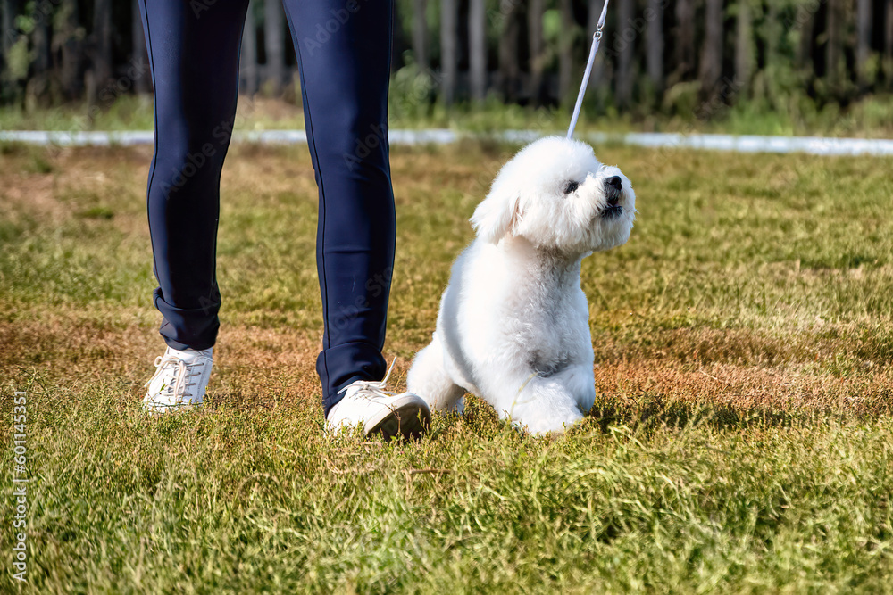 A cute white curly Bishon Frise dog at walking in summer.
