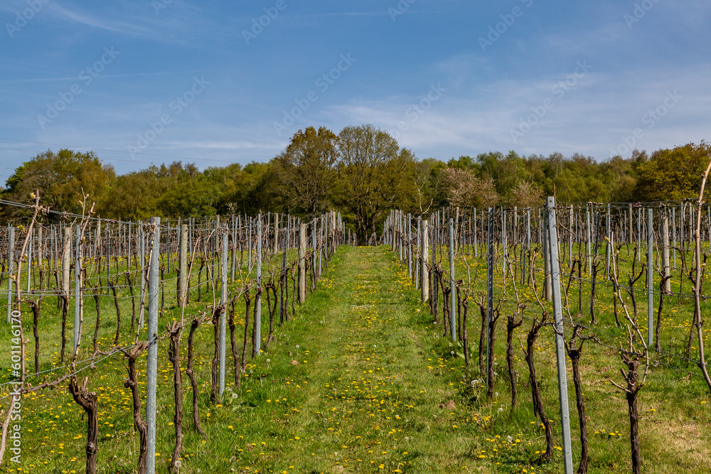 A vineyard in Sussex in springtime A vineyard in Sussex in springtime