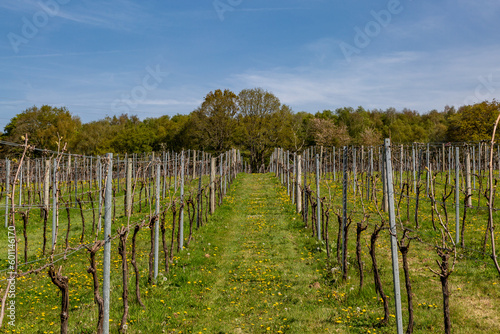 A vineyard in Sussex in springtime