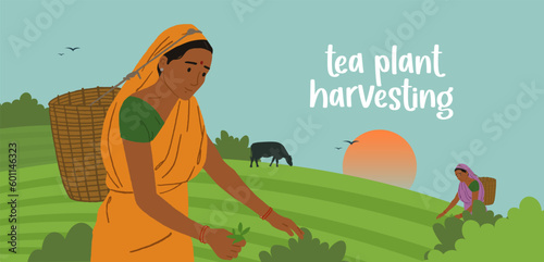 Indian woman worker is picking tea leaves on the plantation. Tea planting in Asia. Natural farming, village. hand-drawn vector illustration banner design for social media post