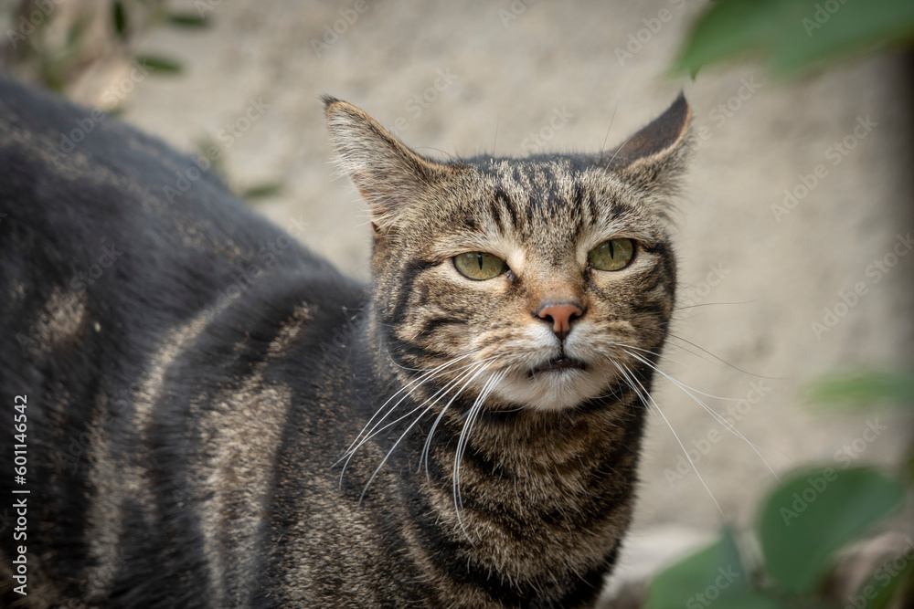Lecques, France - 04 22 2023: A tabby cat lying and staring ahead.