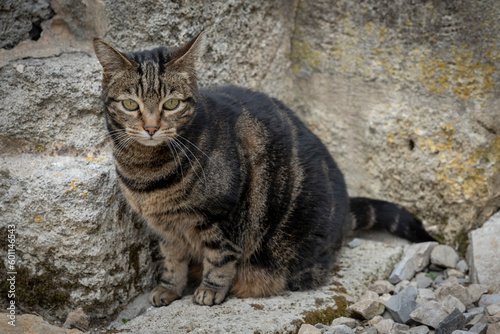 Lecques, France - 04 22 2023: A tabby cat sitting and staring ahead. photo