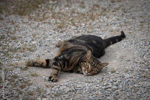 Lecques, France - 04 22 2023: A tabby cat lying and staring ahead. photo