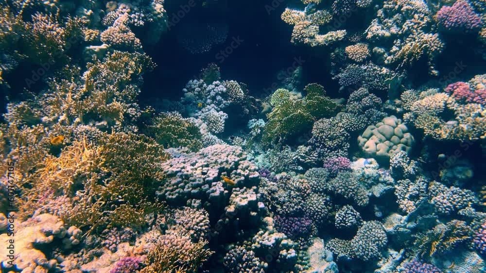 Beautiful coral reefs and fish of the Red Sea Beautiful coral reefs and fish of the Red Sea