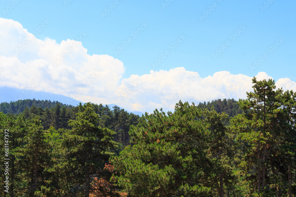 A view of the forest and mountains near the city of Rasnov. Transylvania. Romania