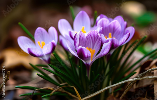 A bunch of purple crocus flowers in the garden. Generative AI.